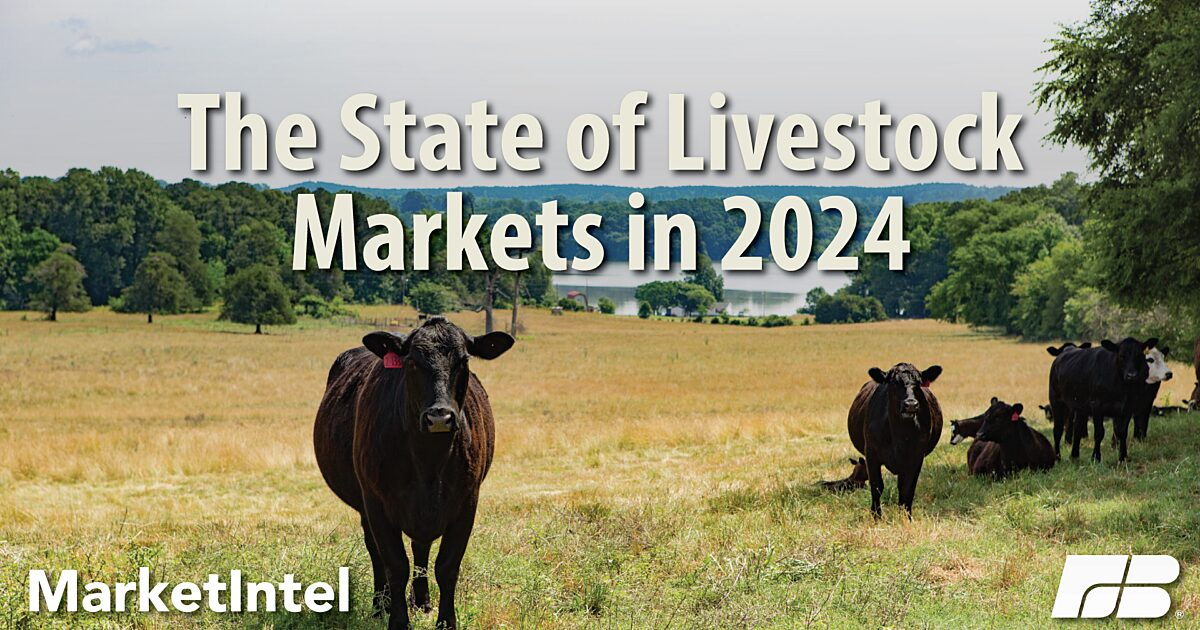 Livestock Market Update for The Second Half of 2024