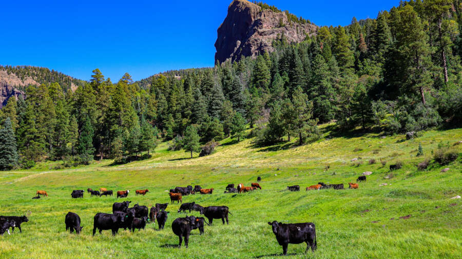 ColoradoFarmBureau Cattle 3 
