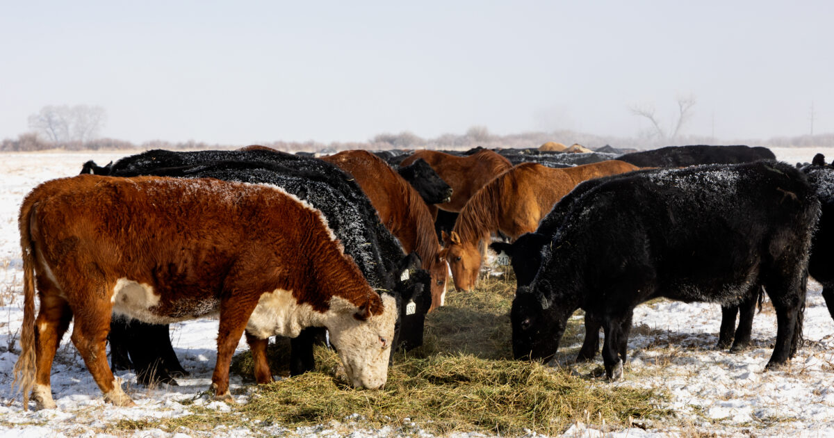 USDA report: Beef prices spike after pandemic declared - Investigate Midwest