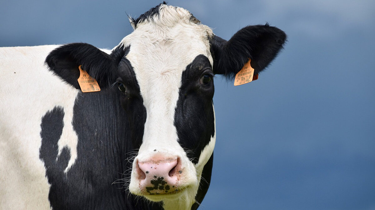 June is National Dairy Month - Here's what USDA is Doing to Support the  Dairy Industry