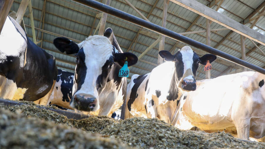 Celebrating June Dairy Month | Focus on Ag | American Farm Bureau ...