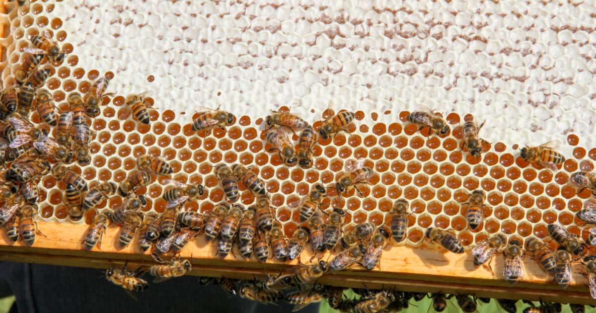 Neonicotinoids & Honey Bees  American Farm Bureau Federation