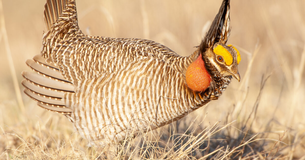 Lesser Prairie Chicken Rule Pressures Fragile Rural Economies | Market ...