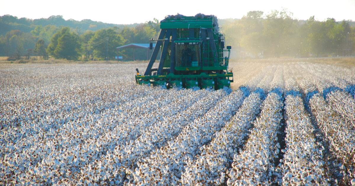 2023 cotton season: 'Most uncertain' economist has analyzed