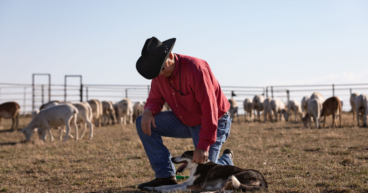 Nominations Open For 2024 Farm Bureau Farm Dog Of The Year Contest   FDOTY2023 26 1 