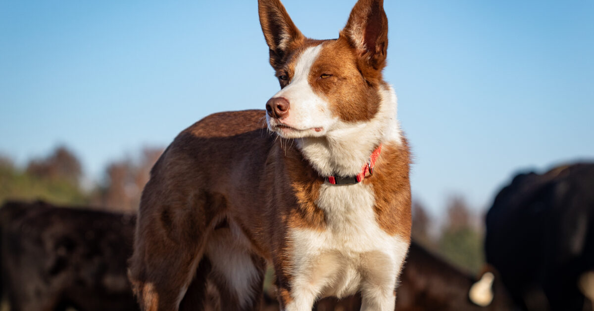 Nominations Open for 2025 Farm Bureau Farm Dog of the Year Contest