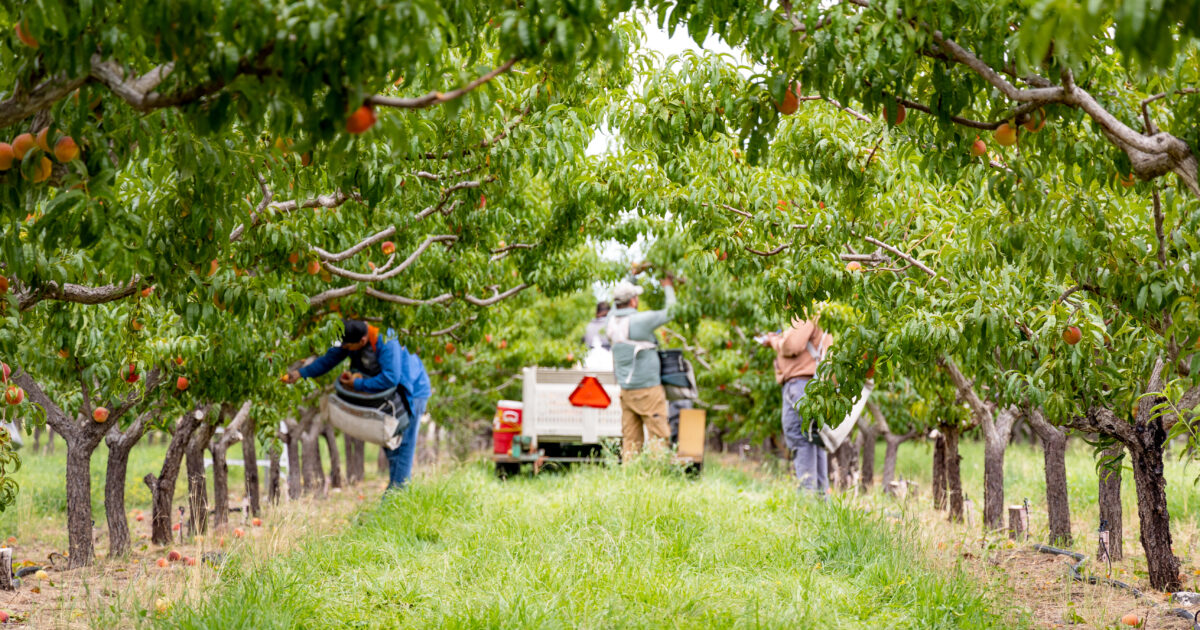 AEWR Methodology Change a Blow to Growers | Market Intel | American ...